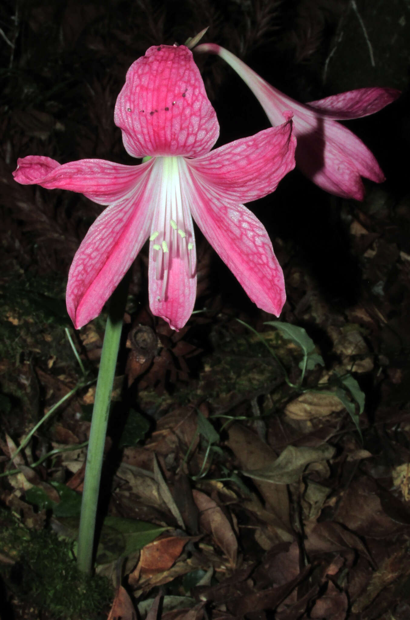 صورة Hippeastrum reticulatum (L'Hér.) Herb.