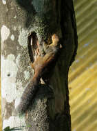 Image of Jungle Palm Squirrel