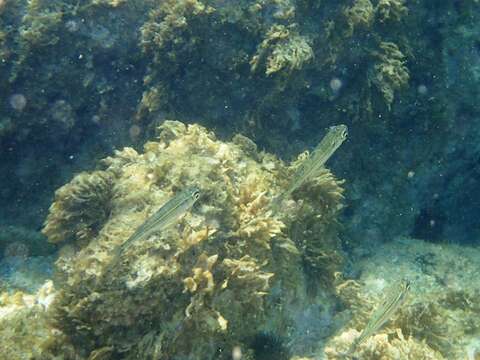 Image of Big-scale Sand Smelt