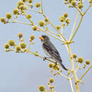 Image of Tropeiro Seedeater