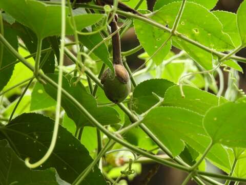 Passiflora ampullacea Harms的圖片