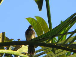 Image of Rhipidura javanica javanica (Sparrman 1788)