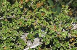 Image de Ceanothus foliosus var. medius Mc Minn