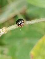 Coptosoma Laporte 1833 resmi