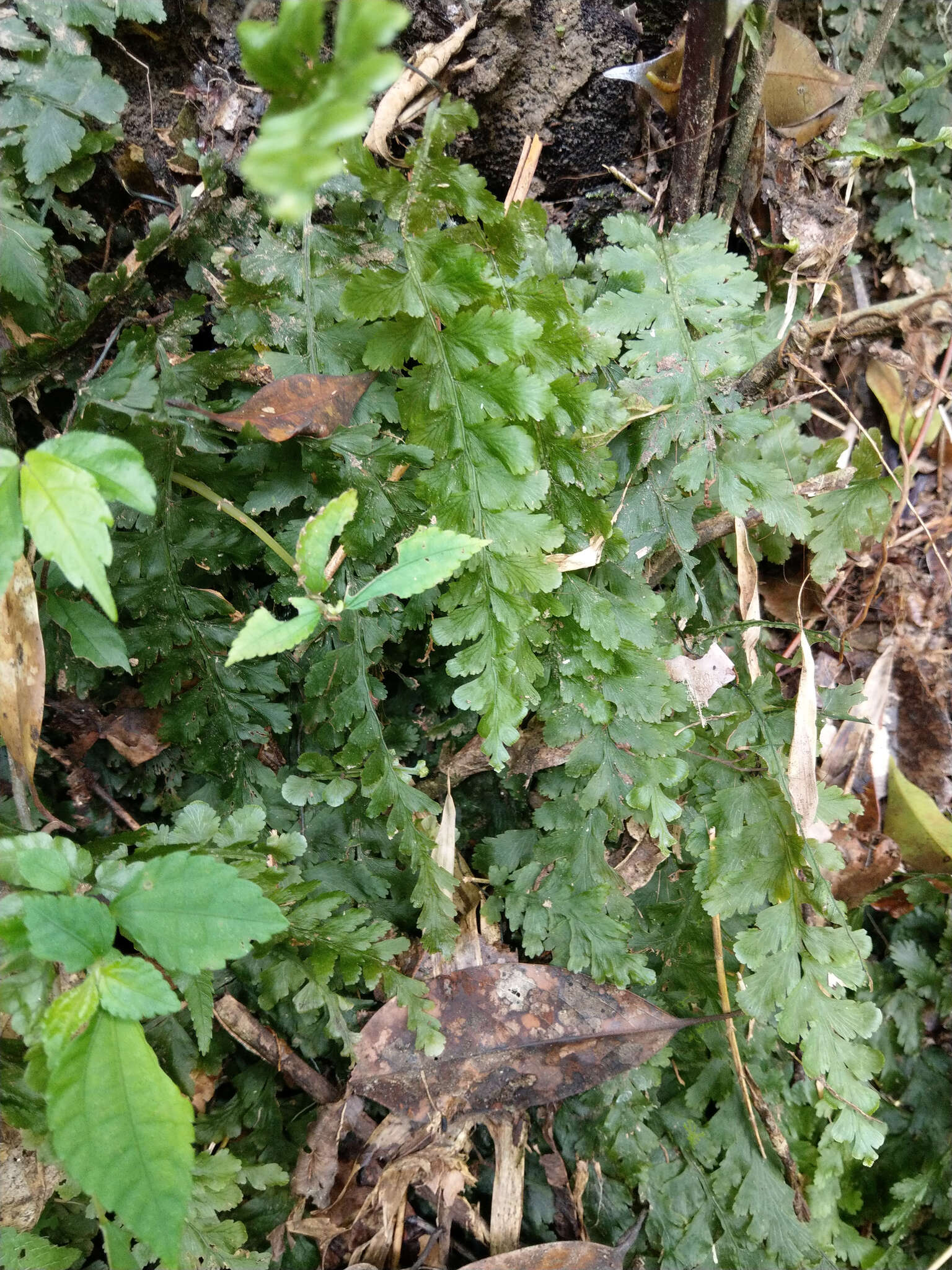 Image of Vandenboschia auriculata (Bl.) Copel.