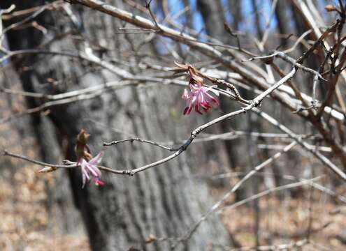 Image of Lonicera praeflorens Batalin