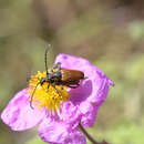 Image of Paracorymbia picticornis