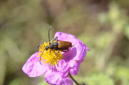 Image of Paracorymbia picticornis