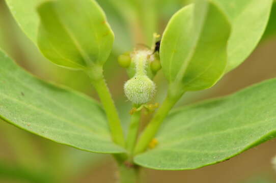 Image of Euphorbia papillosa A. St.-Hil.