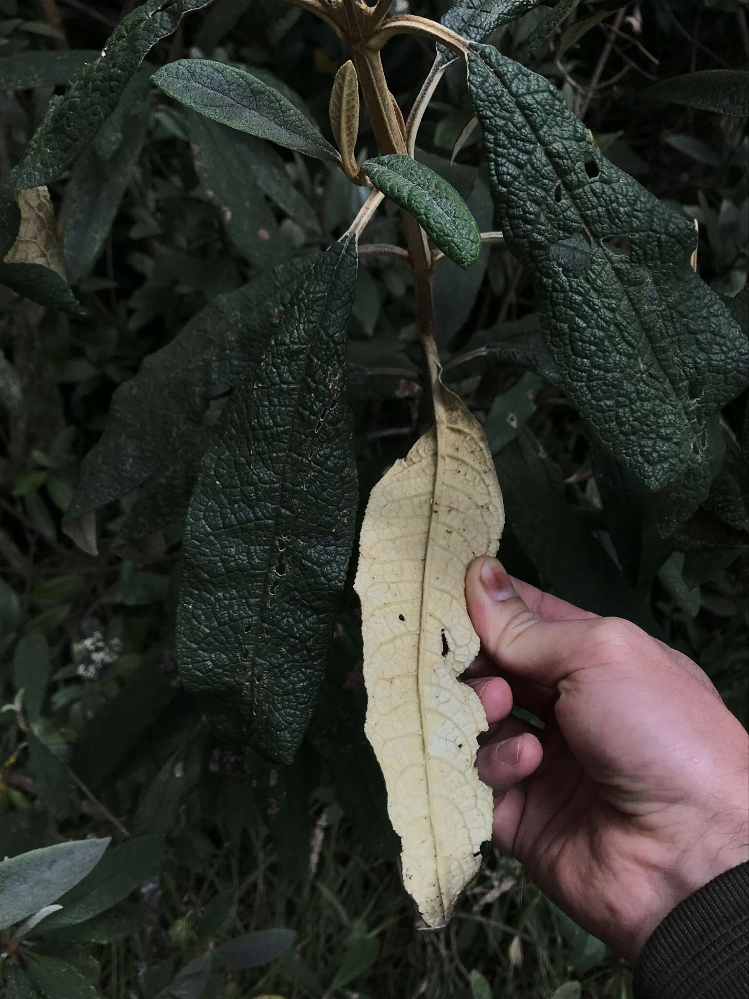 Слика од Buddleja incana Ruiz & Pav.