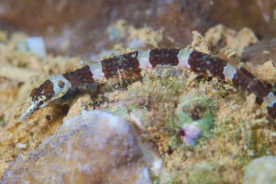 Image of Brown-banded Pipefish