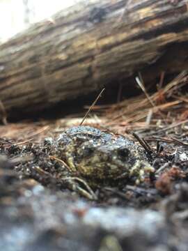 Image of Cape Rain Frog