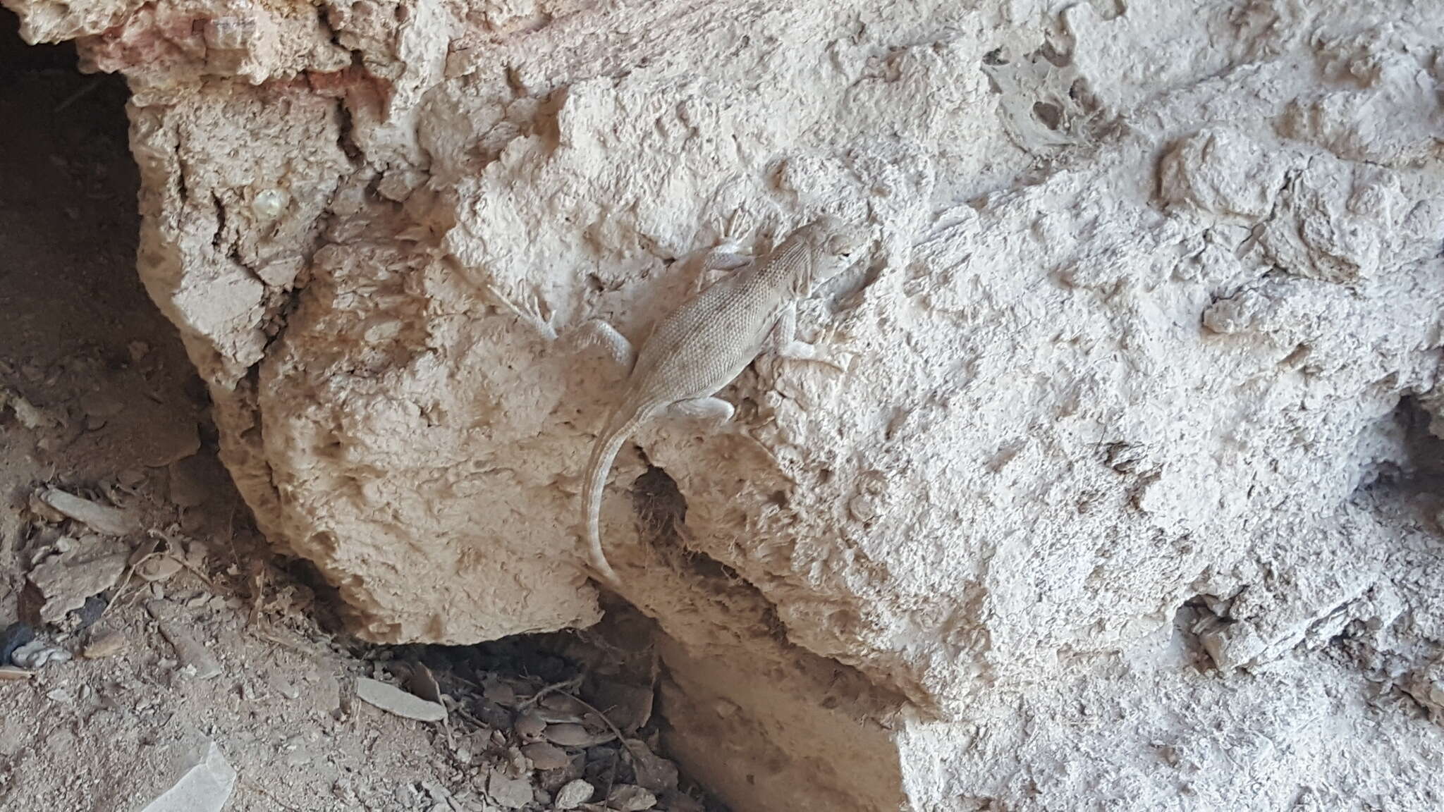 Image of Canyon Lizard