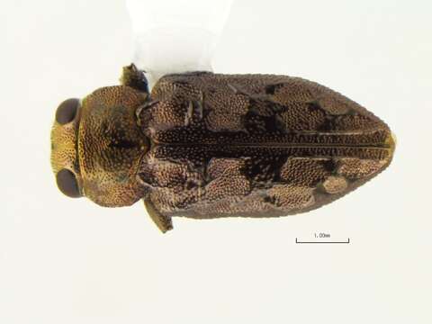 Image of Chrysobothris speculifer Horn 1886