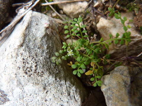 Imagem de Hornungia petraea (L.) Rchb.