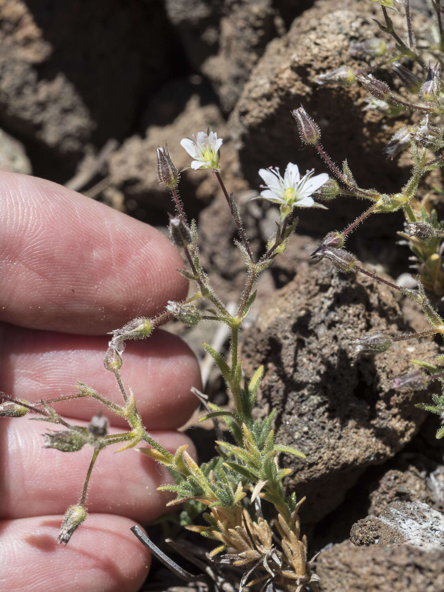 Image of brittle sandwort