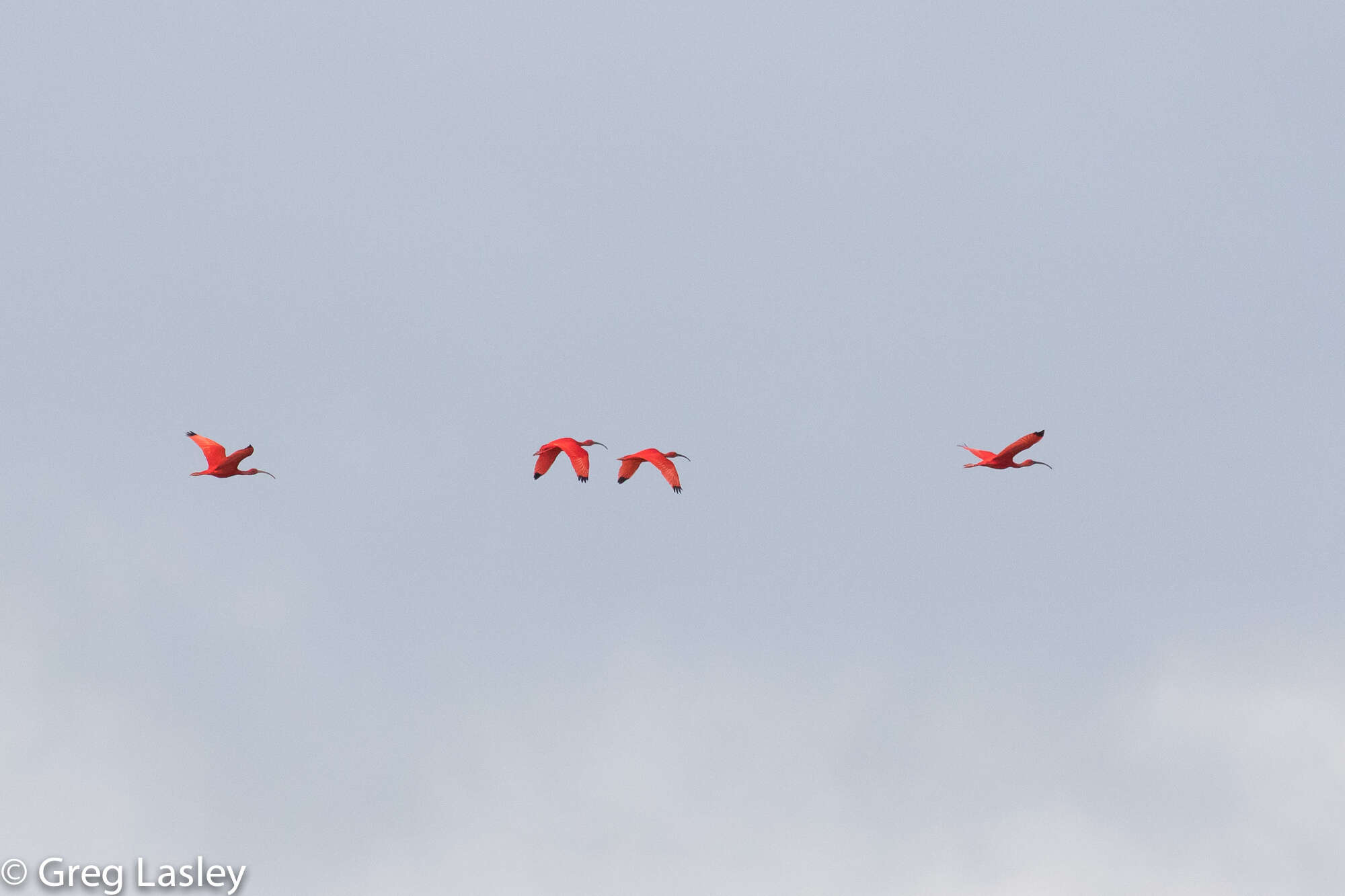 Image of Scarlet Ibis