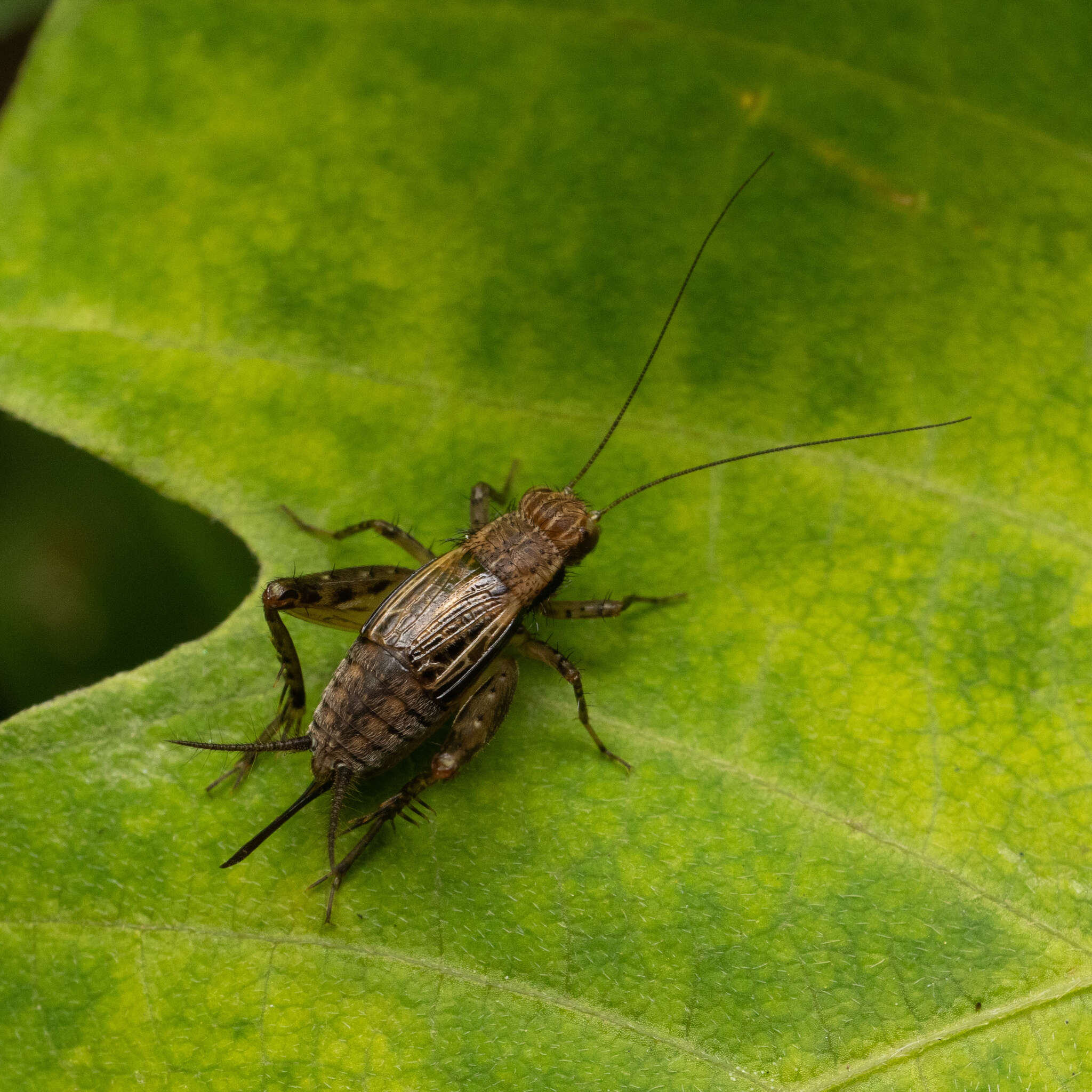 Слика од Polionemobius taprobanensis (Walker & F. 1869)