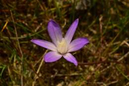 Sivun Brodiaea pallida Hoover kuva