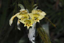 Image de Gladiolus buckerveldii (L. Bolus) Goldblatt