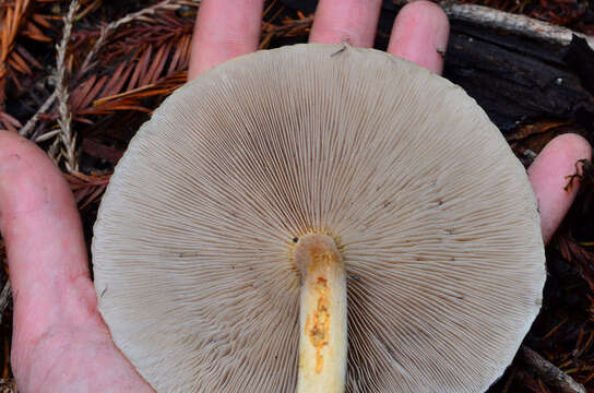 Image of Hypholoma capnoides (Fr.) P. Kumm. 1871