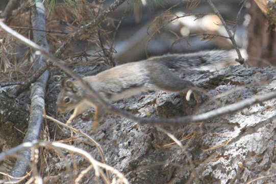 Image of Douglas's Squirrel