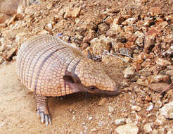 Image of Euphractus sexcinctus sexcinctus (Linnaeus 1758)