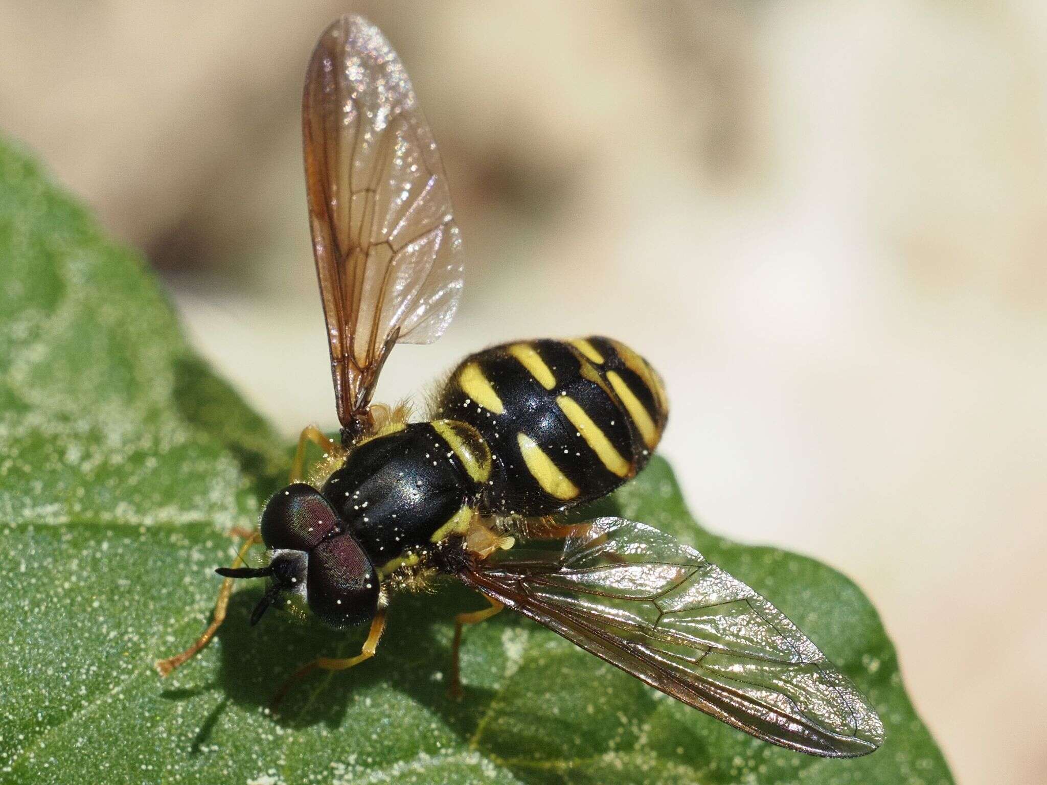 Image de Chrysotoxum intermedium Meigen 1822