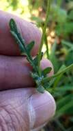 Image of French groundsel