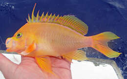 Image of Hawaiian deep anthias