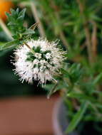 Image of hart's pennyroyal