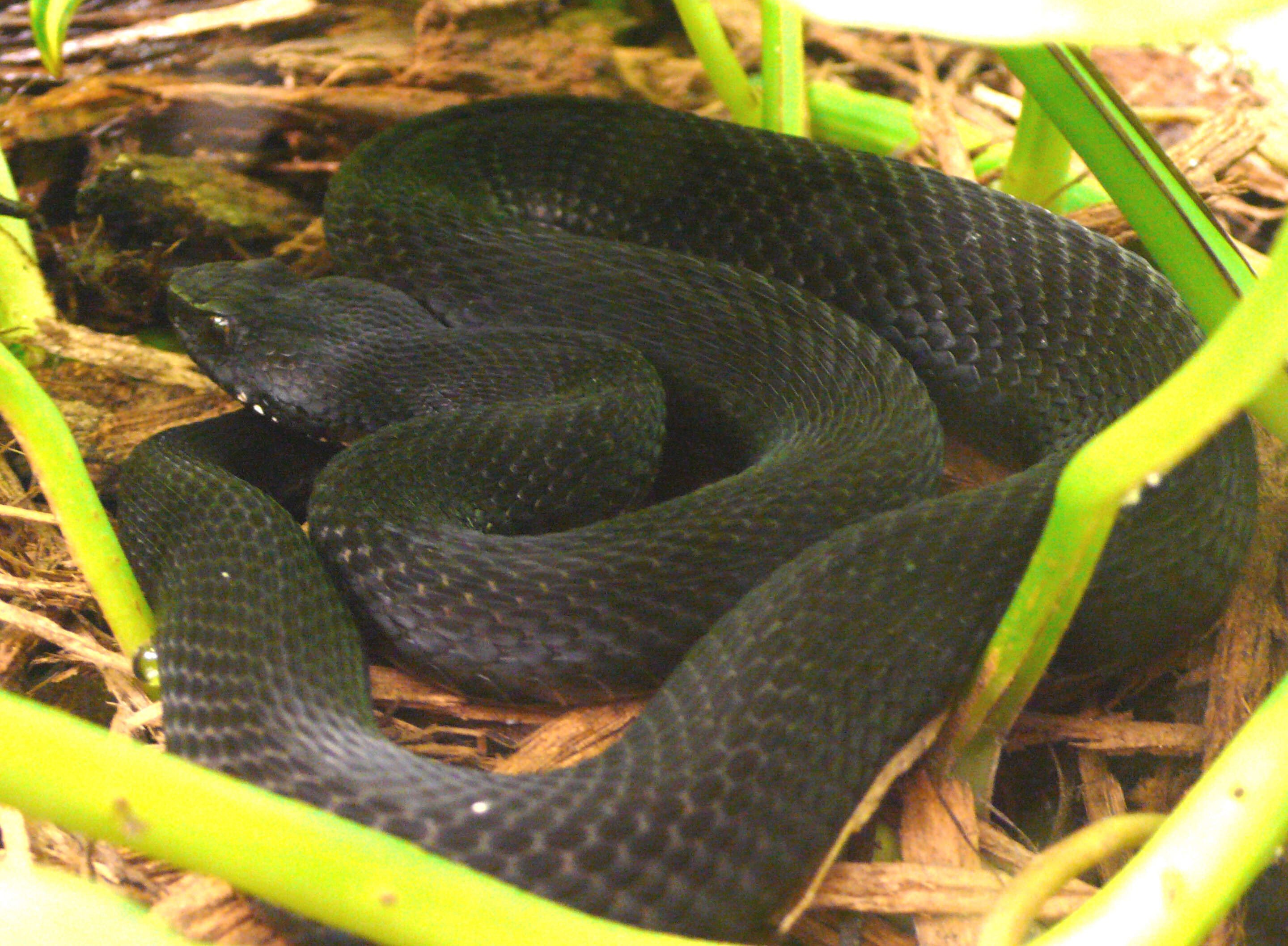 Image of Caucasian (Caucasus) Viper