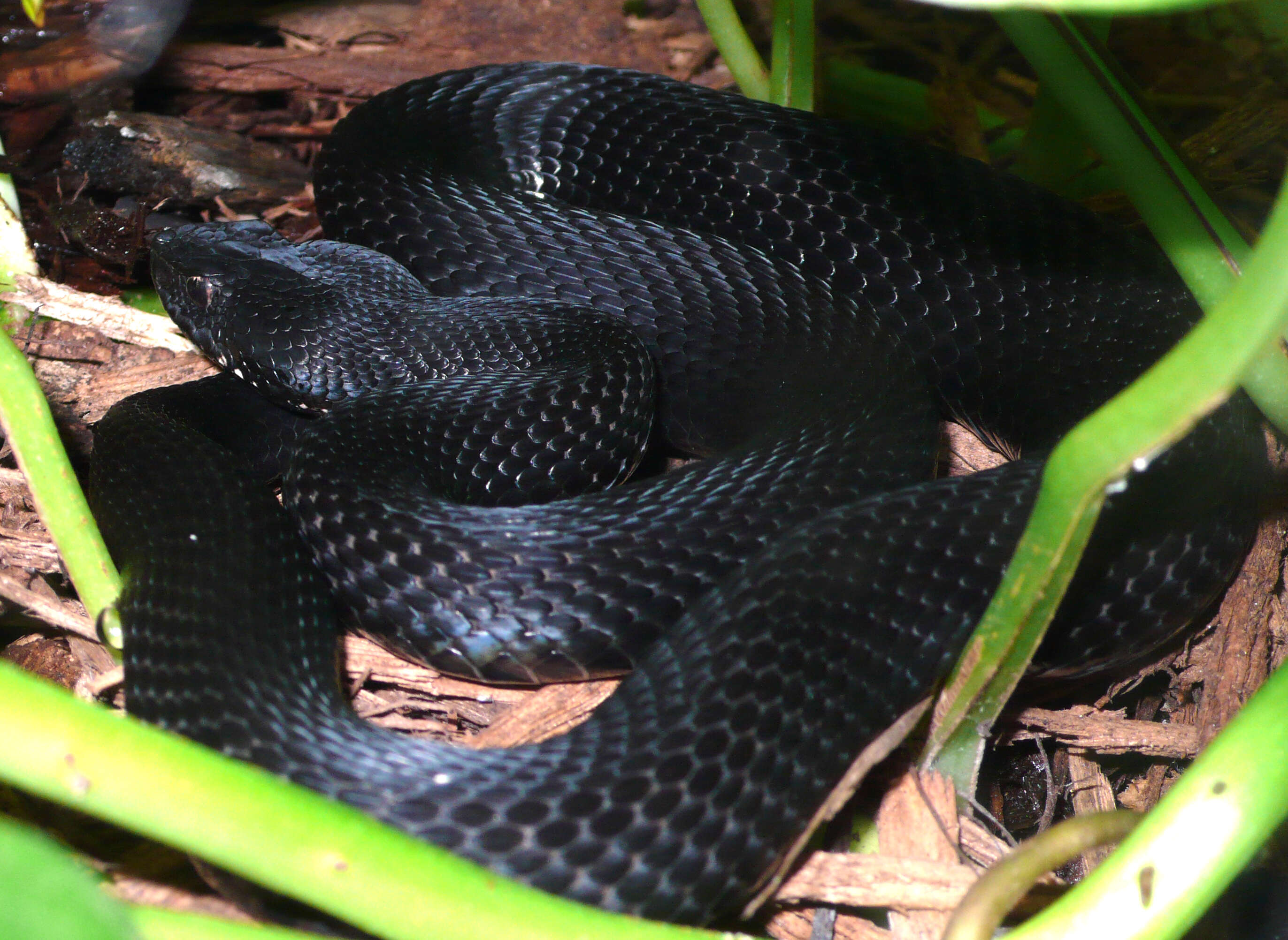 Image of Caucasian (Caucasus) Viper