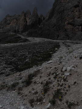 Imagem de Papaver alpinum L.