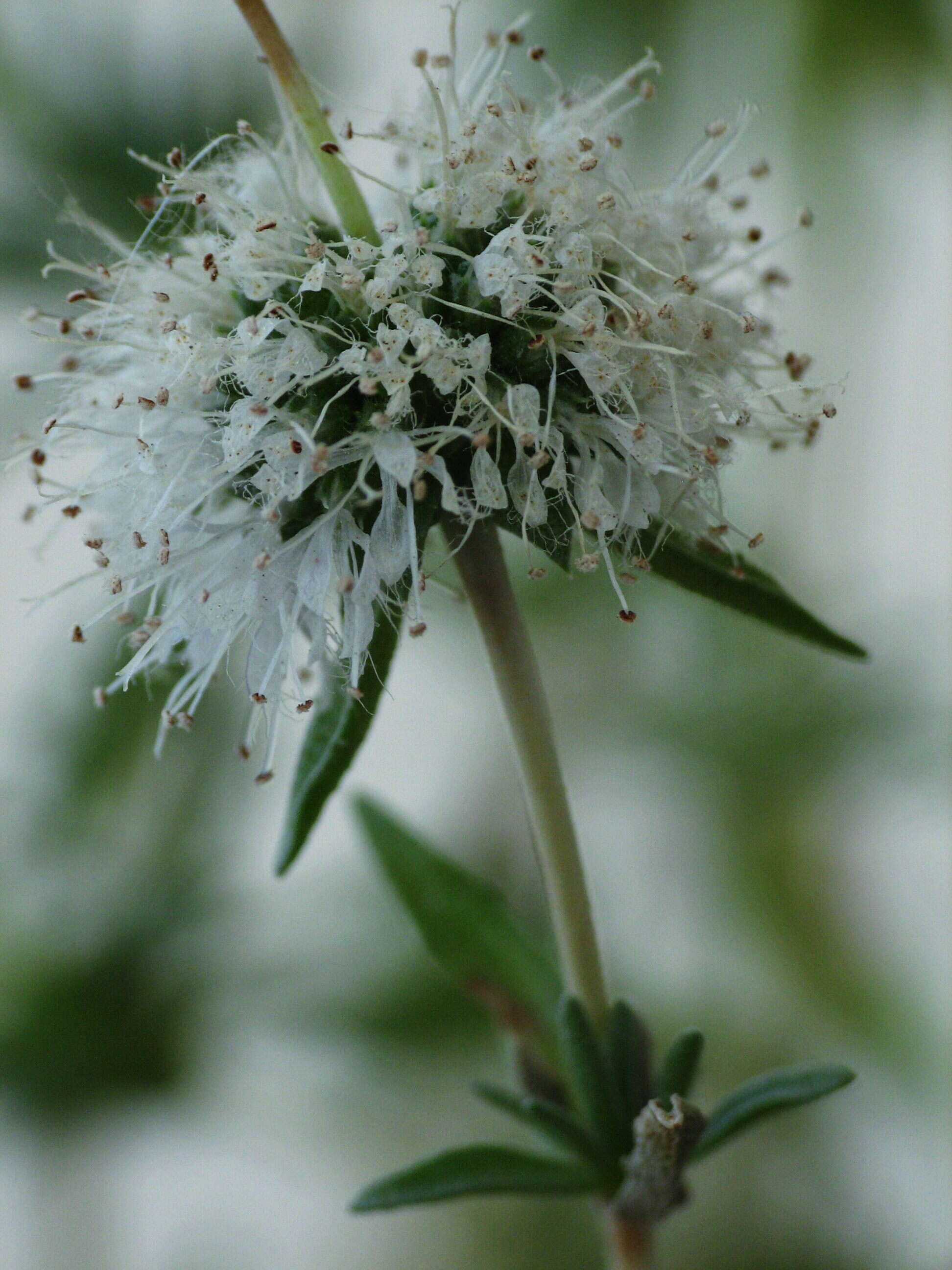 Image of hart's pennyroyal