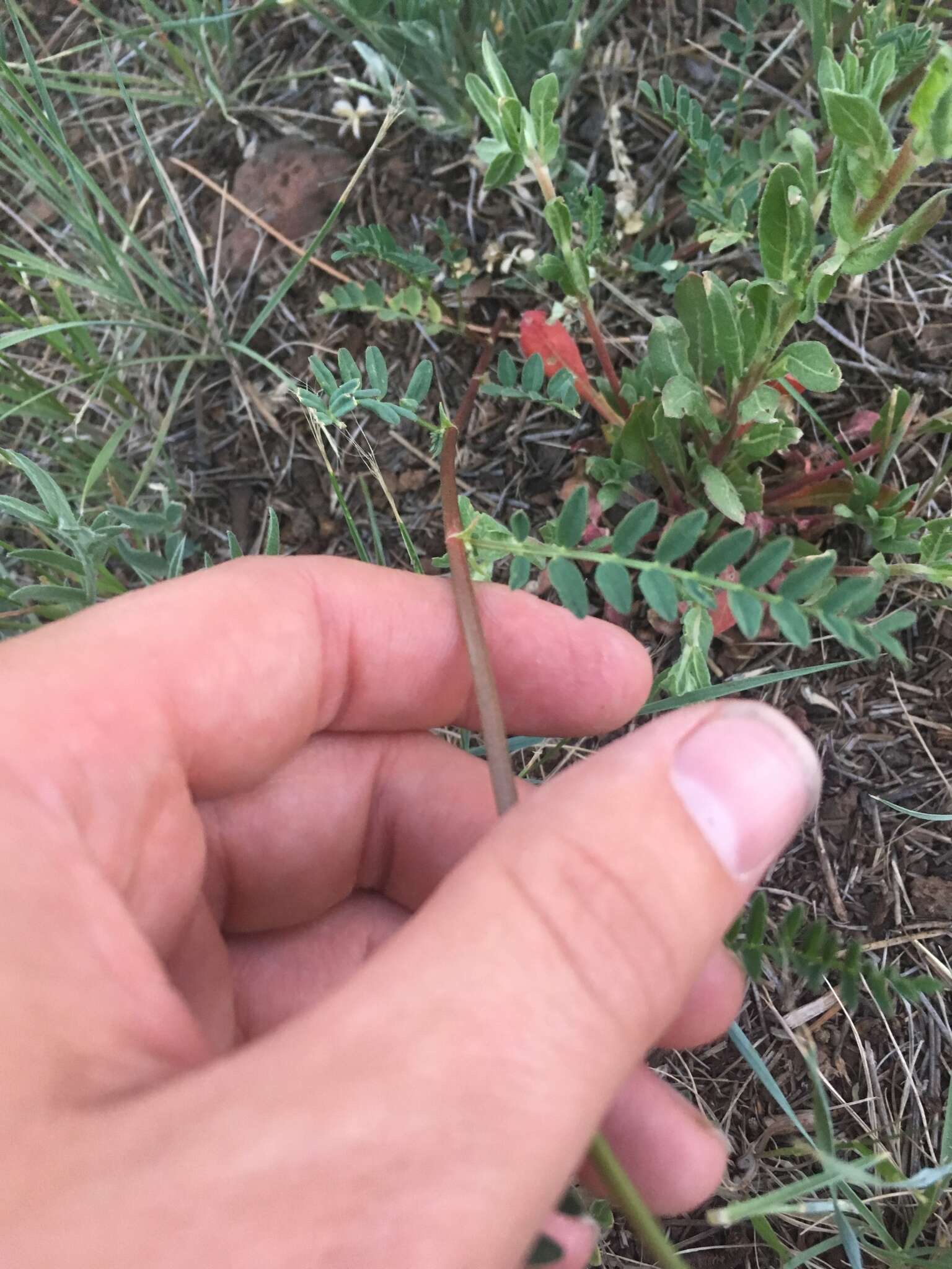 Image of Rusby's milkvetch