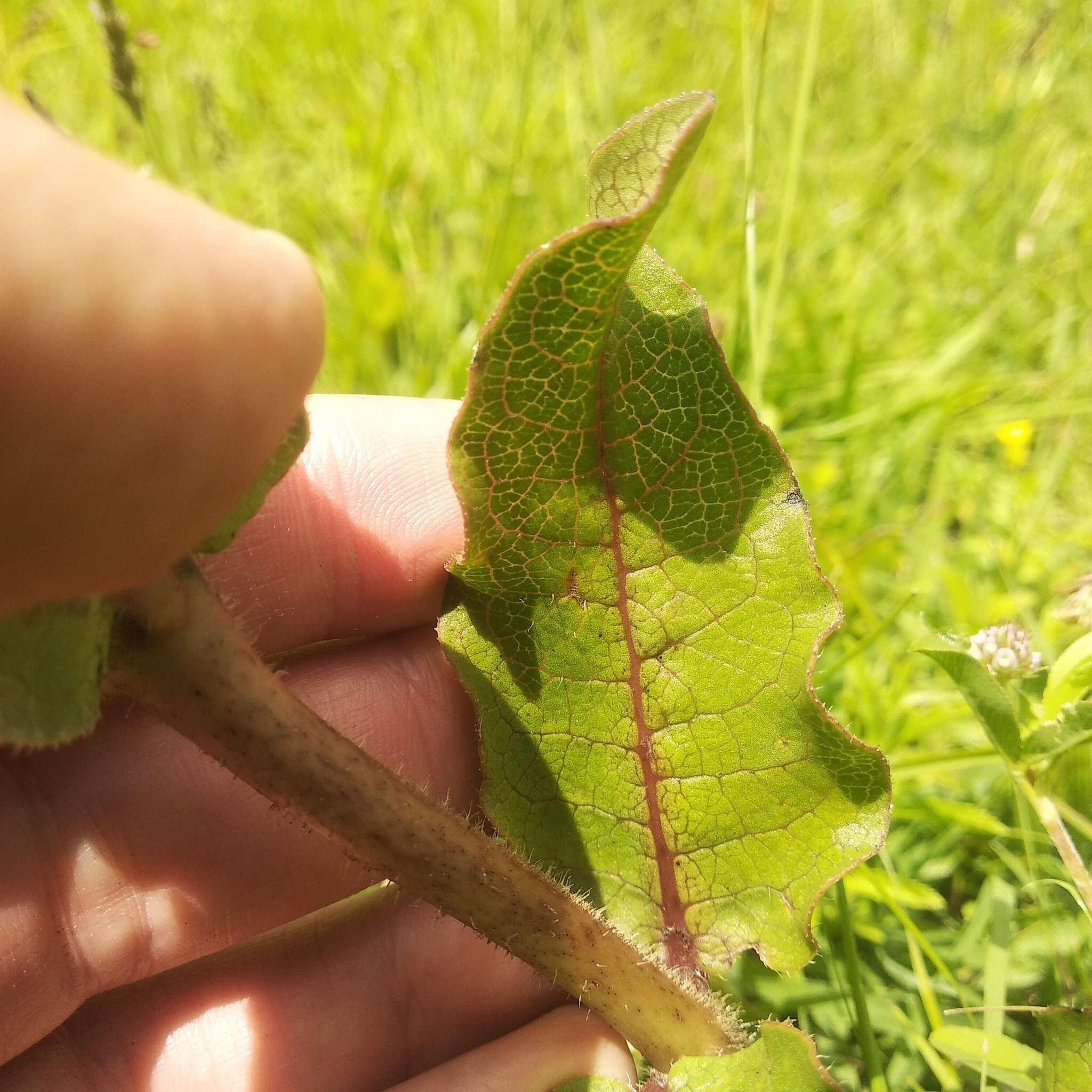 صورة Asclepias contrayerba Sessé & Moc.