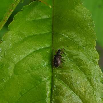 Imagem de Phyllobius (Nemoicus) oblongus (Linnaeus 1758)