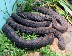 Image of Armenian Viper