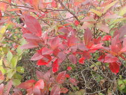 Image of Highbush blueberry