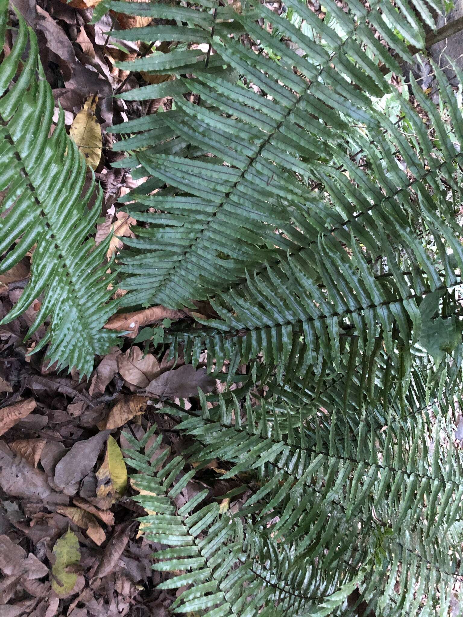 Image of Limestone Fern