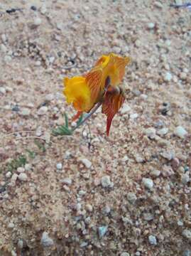 Image of Linaria depauperata subsp. hegelmaieri (Lange) A. De la Torre, F. Alcaraz & M. B. Crespo