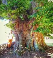 Image of Large-leaved Lime