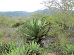 Image of Agave marmorata Roezl