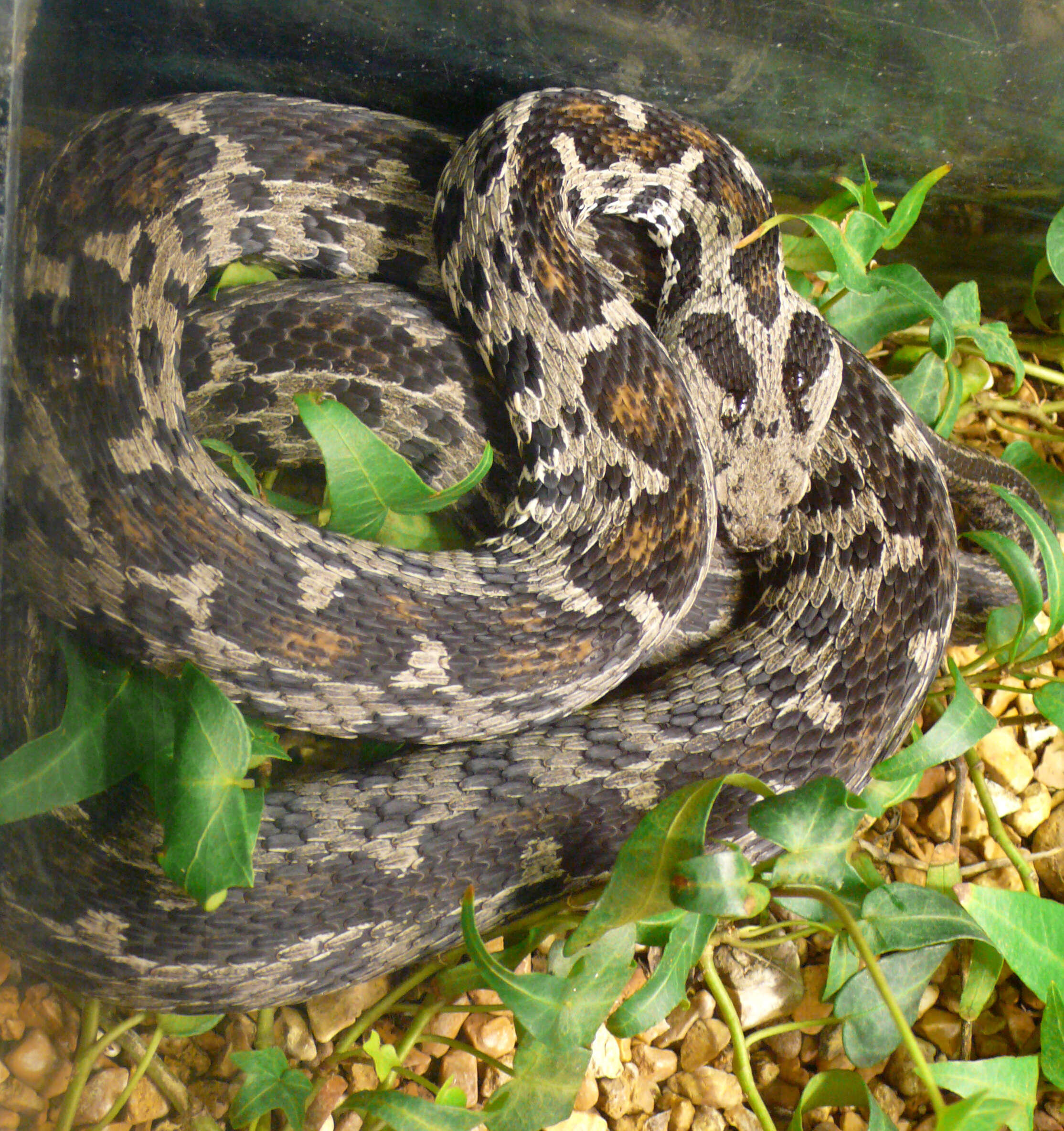 Image of Wagner's Viper