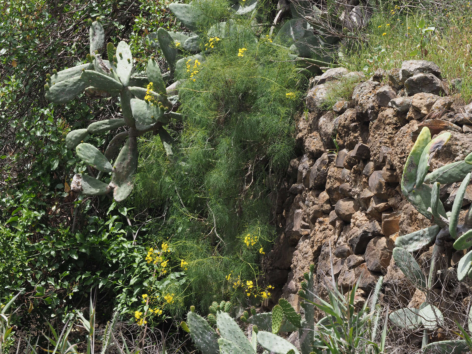 Image of Sonchus leptocephalus Cass.