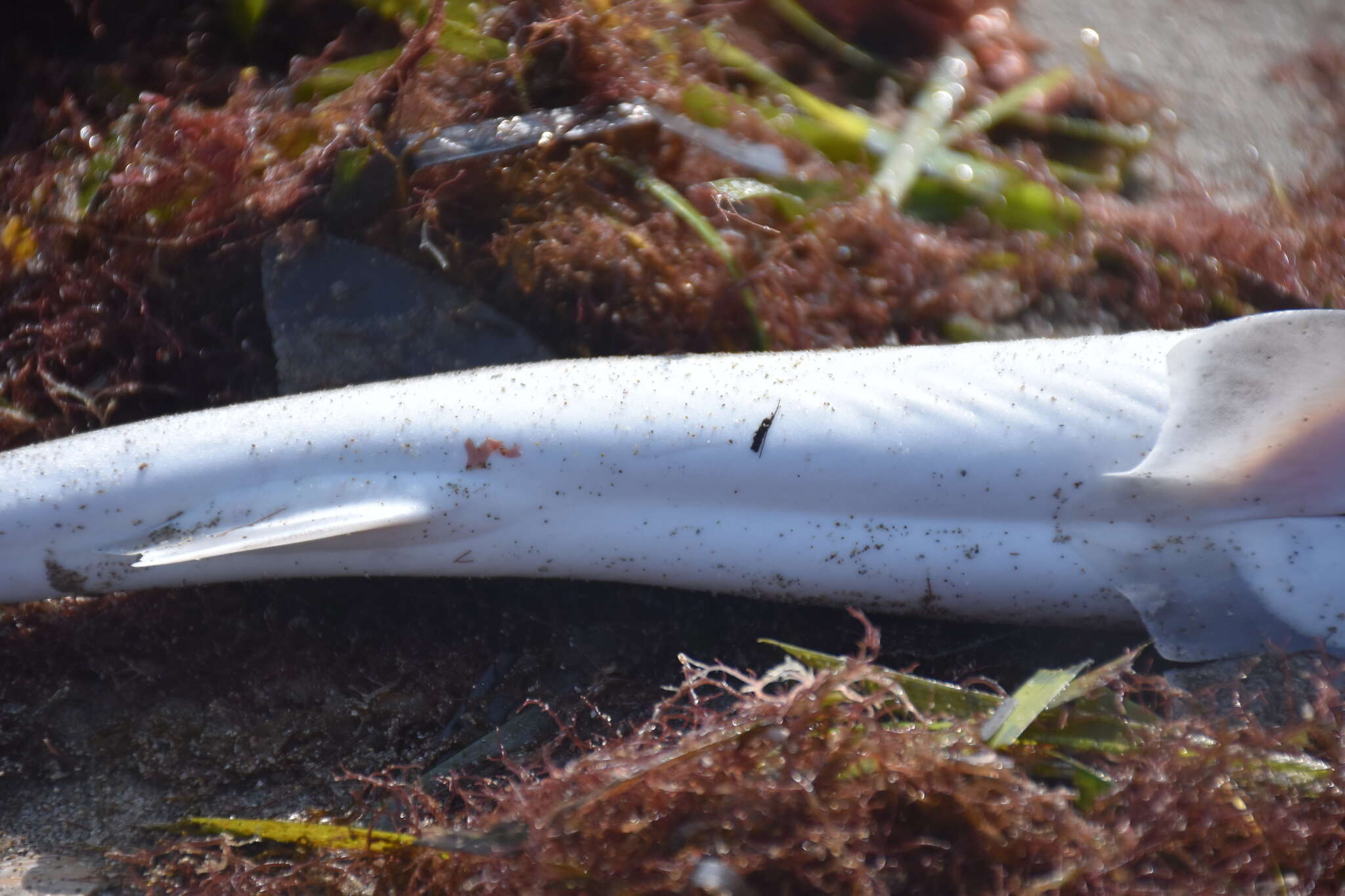 Image of Common Smoothhound