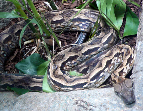 Image of Garden Tree Boa