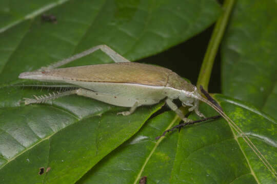 Image de Sonotrella (Calyptotrella) bipunctata (Chopard 1969)