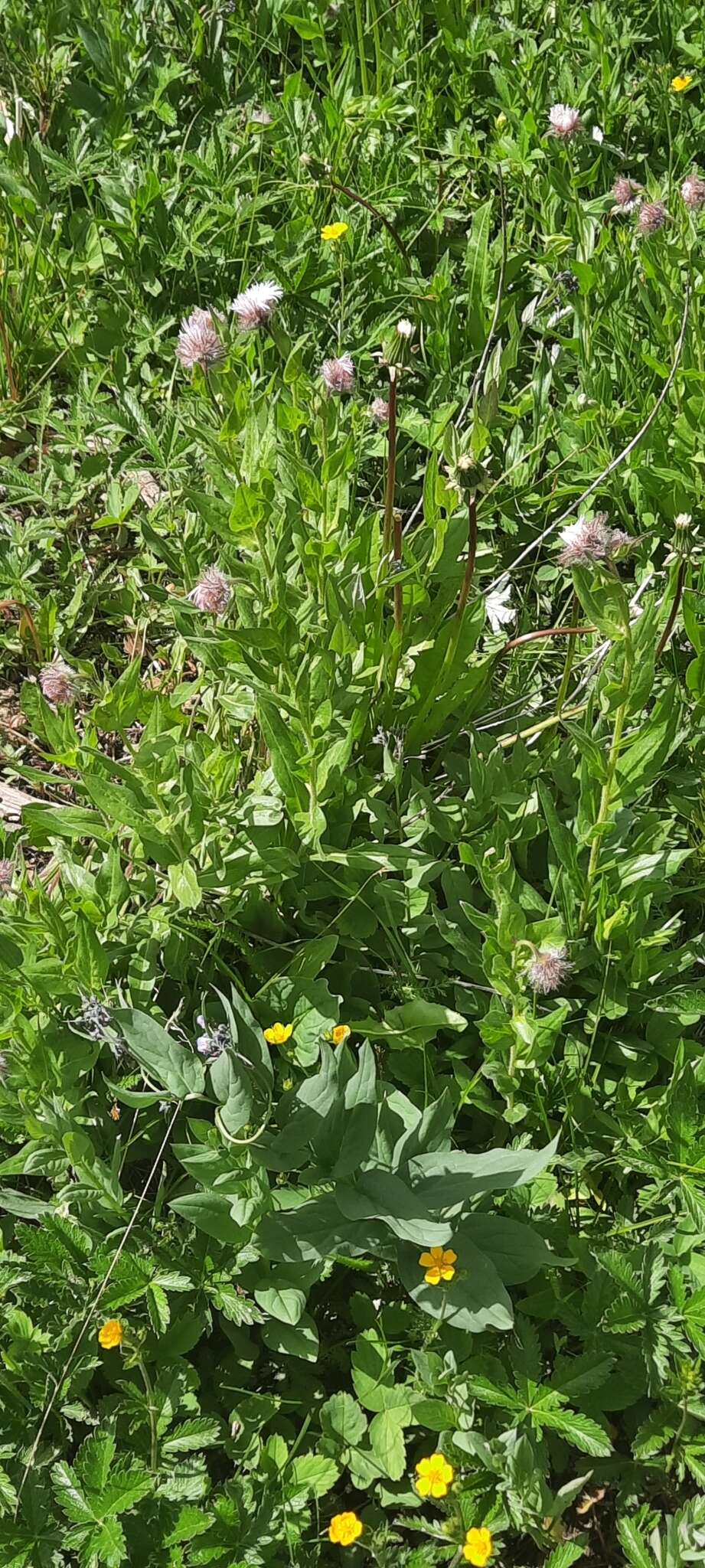 Image of Tall Fleabane